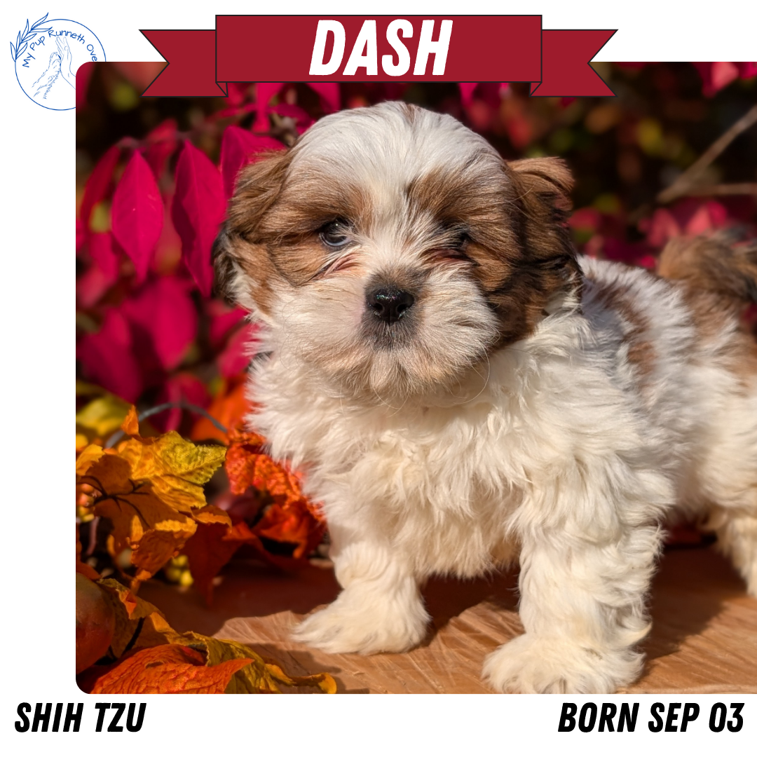 SHIH TZU (09/03) MALE