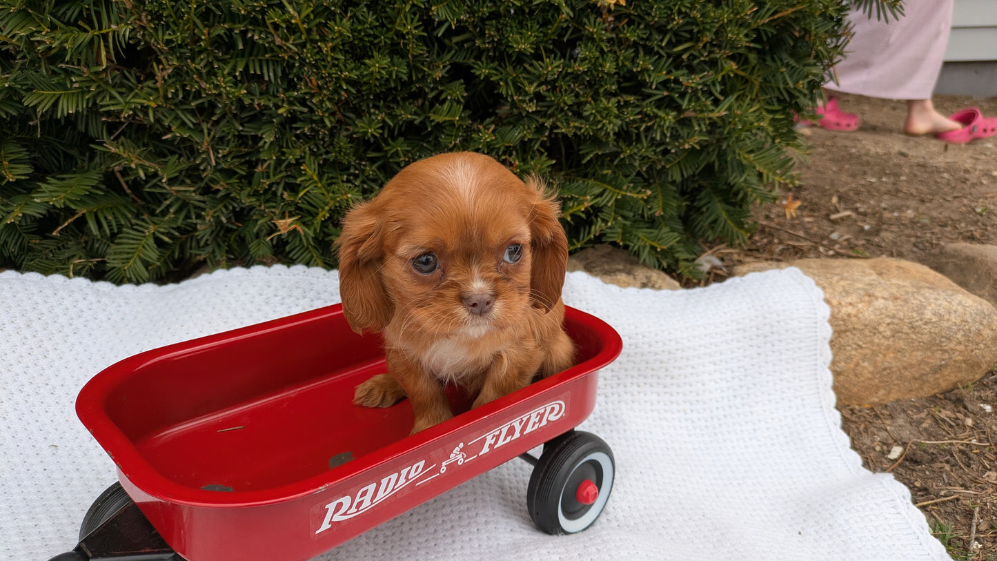 CAVALIER (02/10) FEMALE