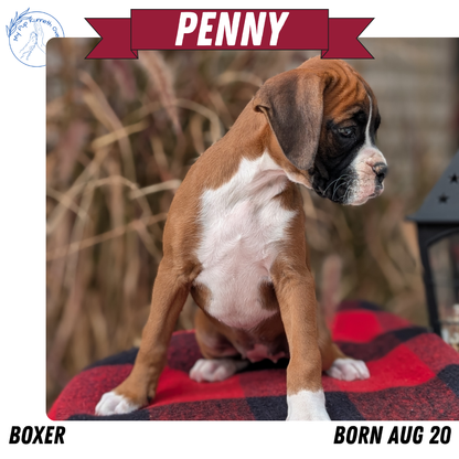 BOXER (08/20) FEMALE