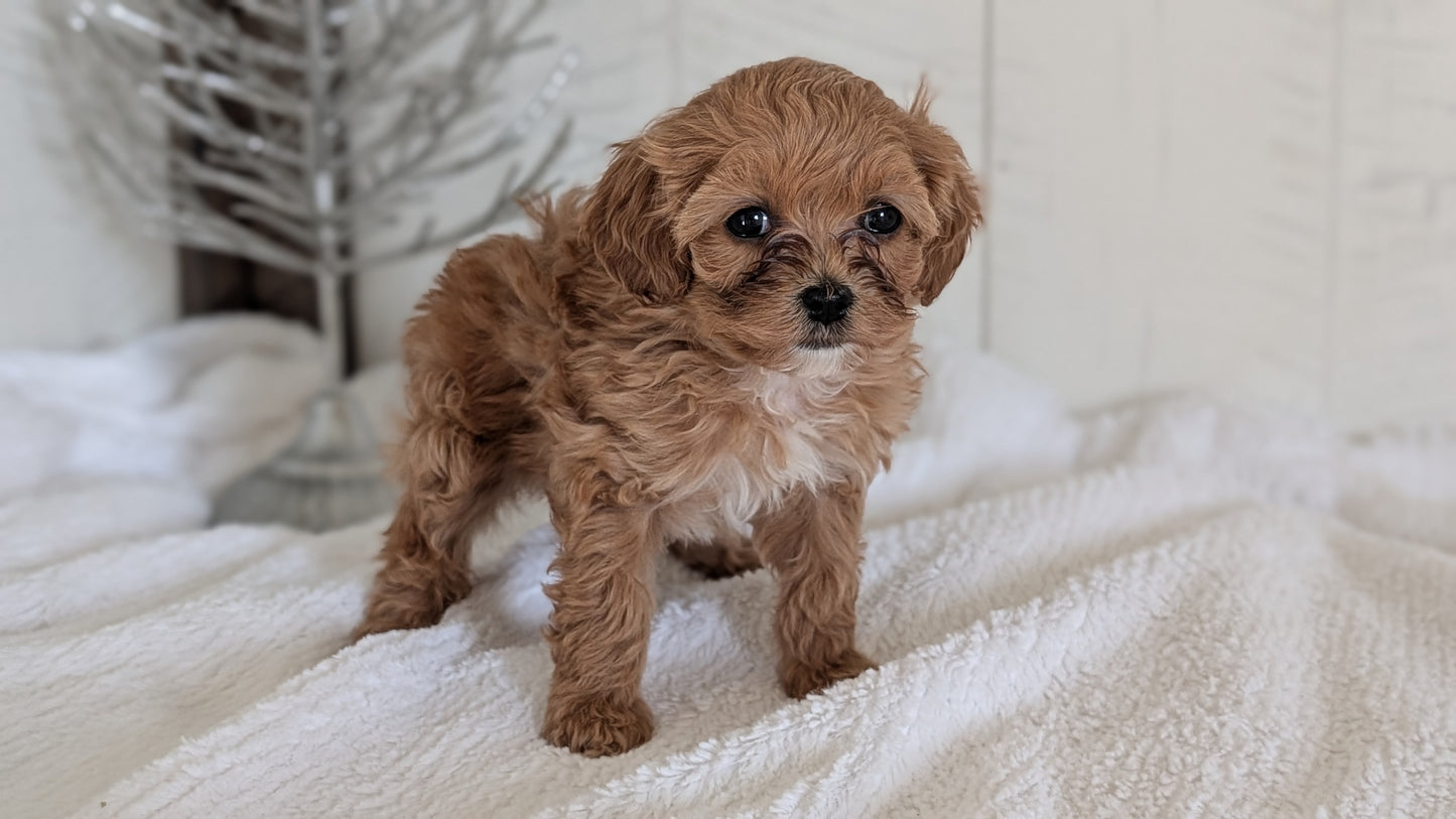 CAVAPOO (NOV 08) FEMALE