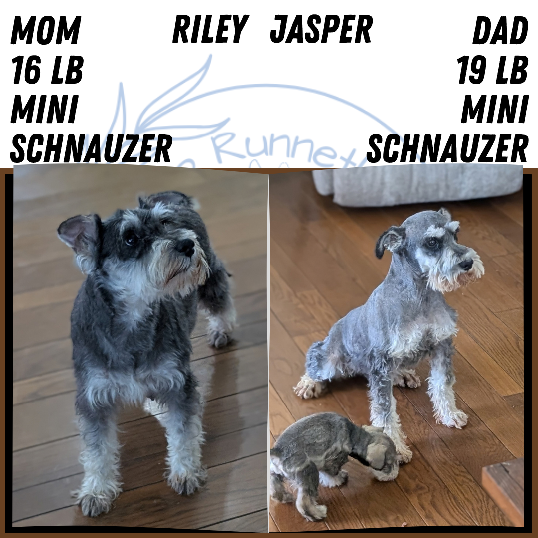 MINI SCHNAUZER (AUG 27) 4 FEMALES/1 MALE