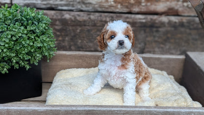 CAVAPOO (MAY 12) FEMALES