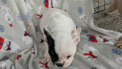 FRENCH BULLDOG (11/01) MALE