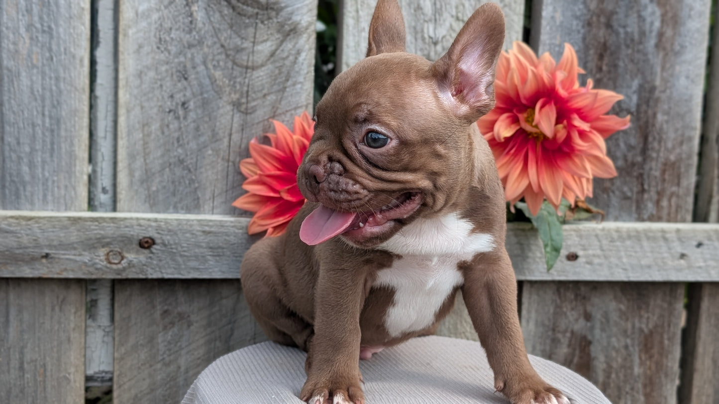 FRENCHTON (JUL 14) 2 MALES/1 FEMALE