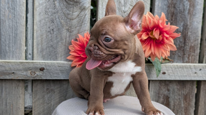 FRENCHTON (JUL 14) 2 MALES/1 FEMALE