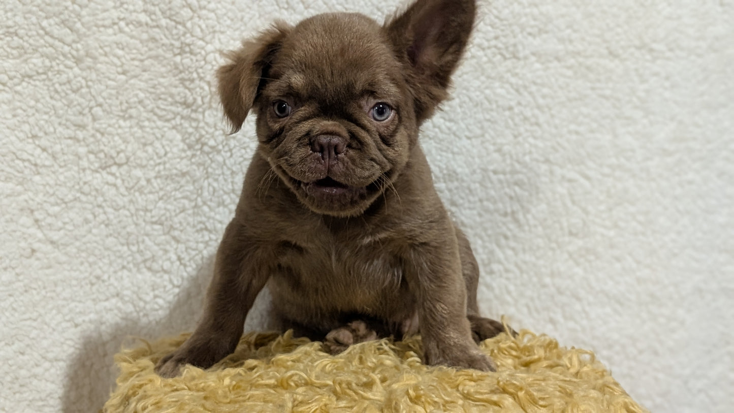 FRENCH BULLDOG (MAY 26) MALE