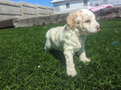 TOY POODLE (03/16) FEMALE
