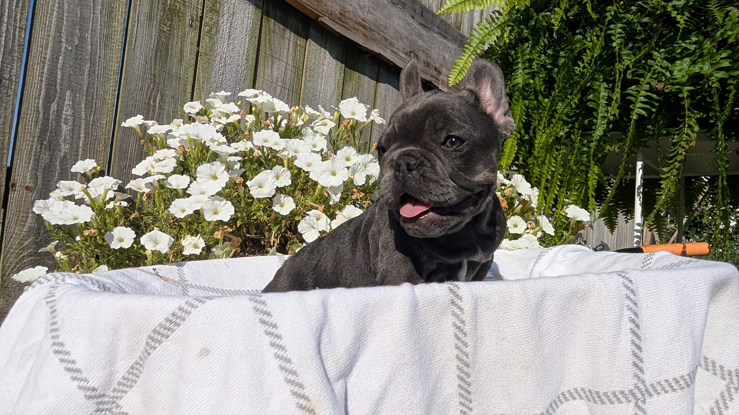 FRENCH BULLDOG (07/03) FEMALE