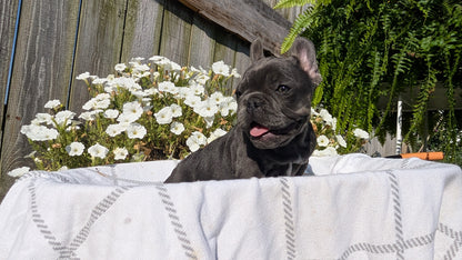 FRENCH BULLDOG (07/03) FEMALE