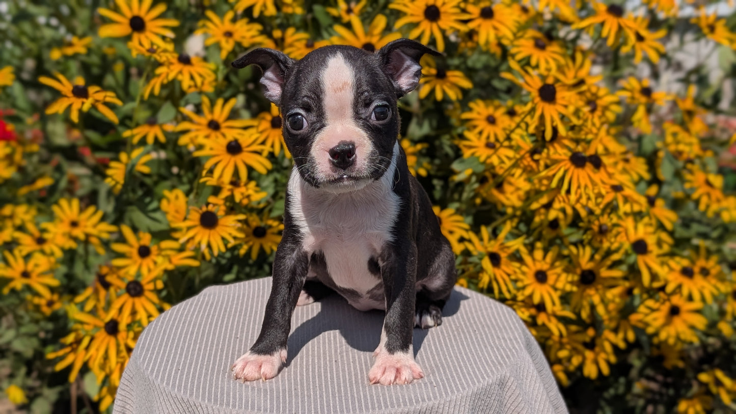 BOSTON TERRIER (JUL 11) 4 FEMALES/4 MALES