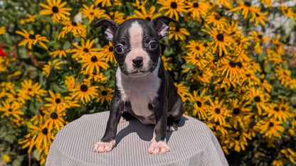 BOSTON TERRIER (JUL 11) 4 FEMALES/4 MALES
