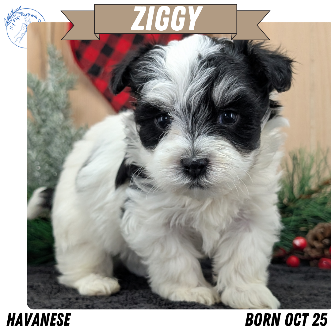 HAVANESE (OCT 25) MALES