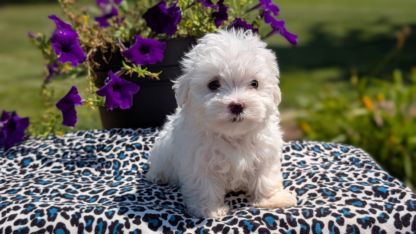 MALTESE (JUN 13) MALE