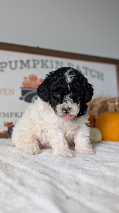 MINI POODLE (09/12) FEMALE