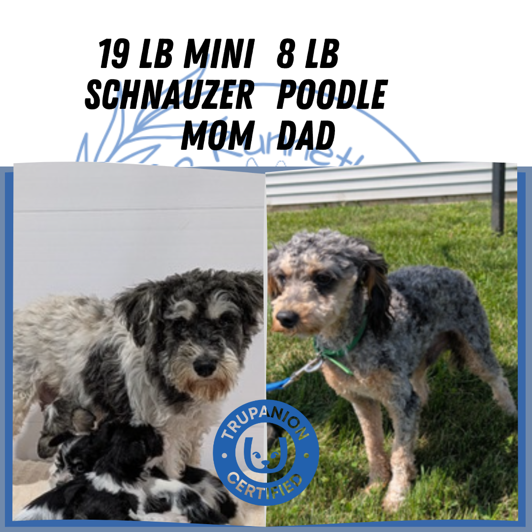 SCHNOODLE (09/20) FEMALE