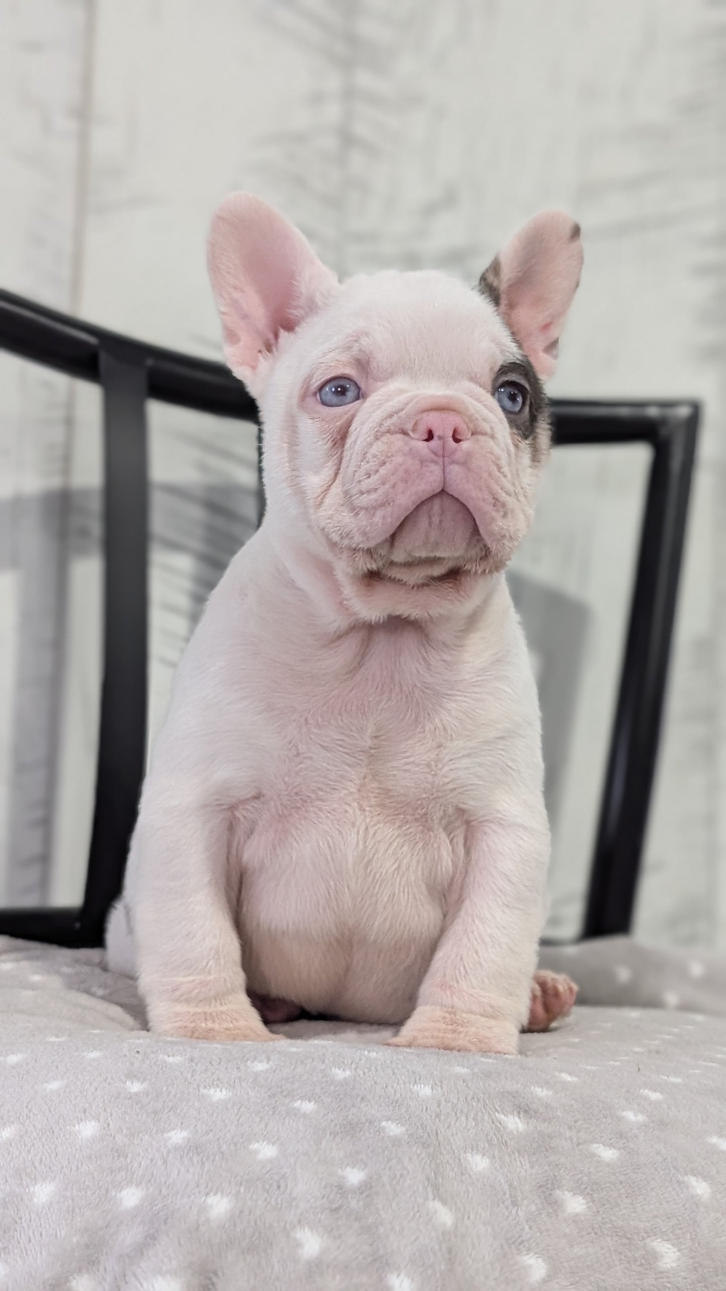 FRENCH BULLDOG (NOV 18) MALE