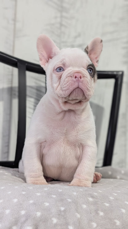 FRENCH BULLDOG (NOV 18) MALE