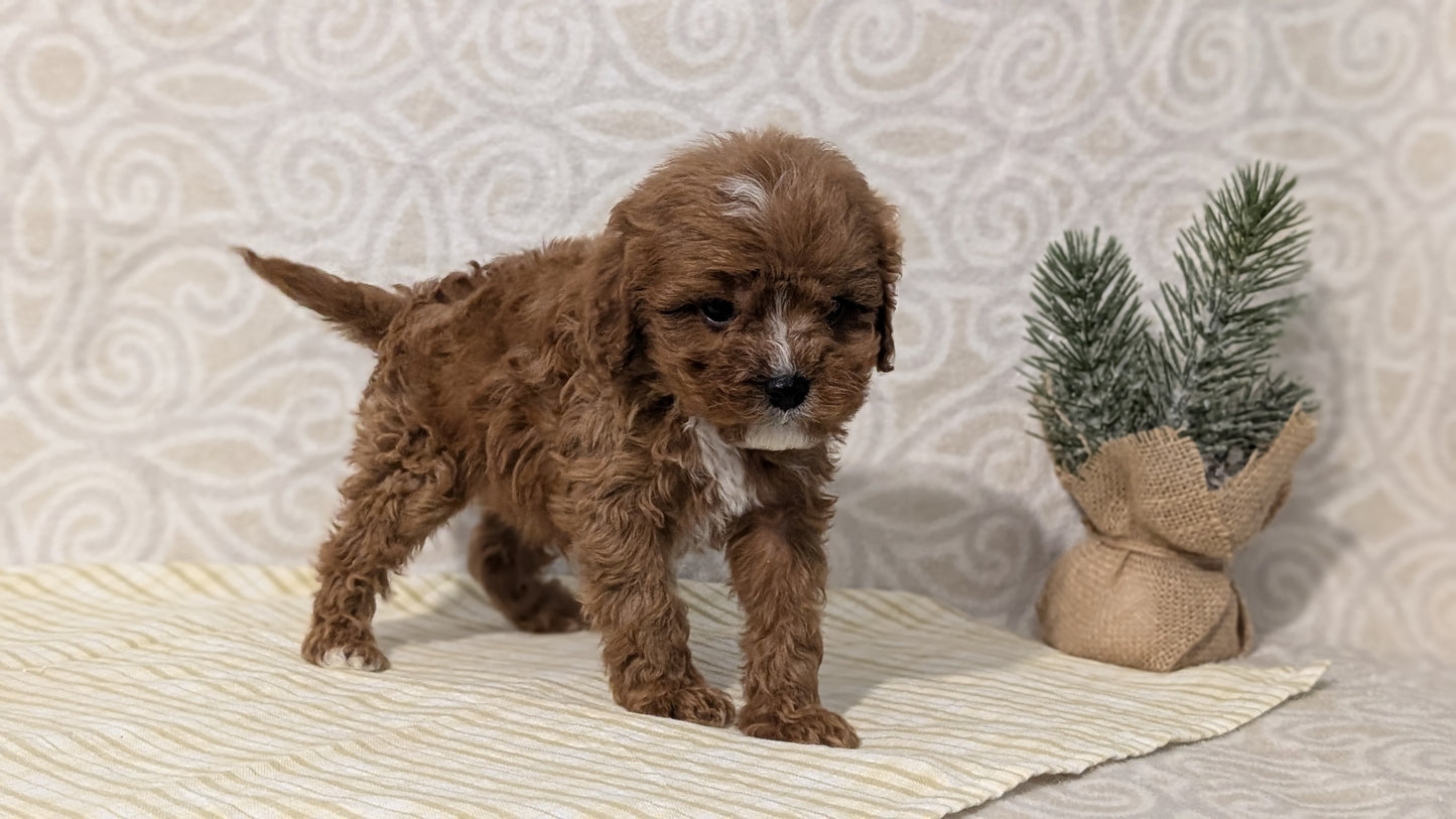 CAVAPOO (JAN 29) MALES