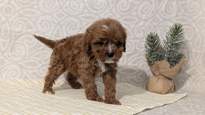 CAVAPOO (JAN 29) MALES
