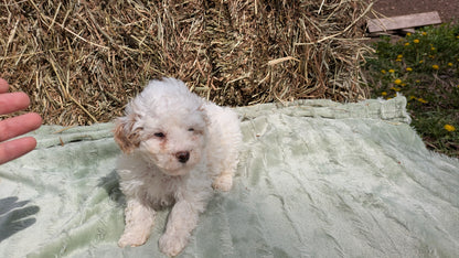 MINI POODLE (03/18) MALE