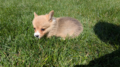 CORGI (07/10) MALE