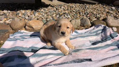 GOLDEN RETRIEVER (02/01) FEMALE