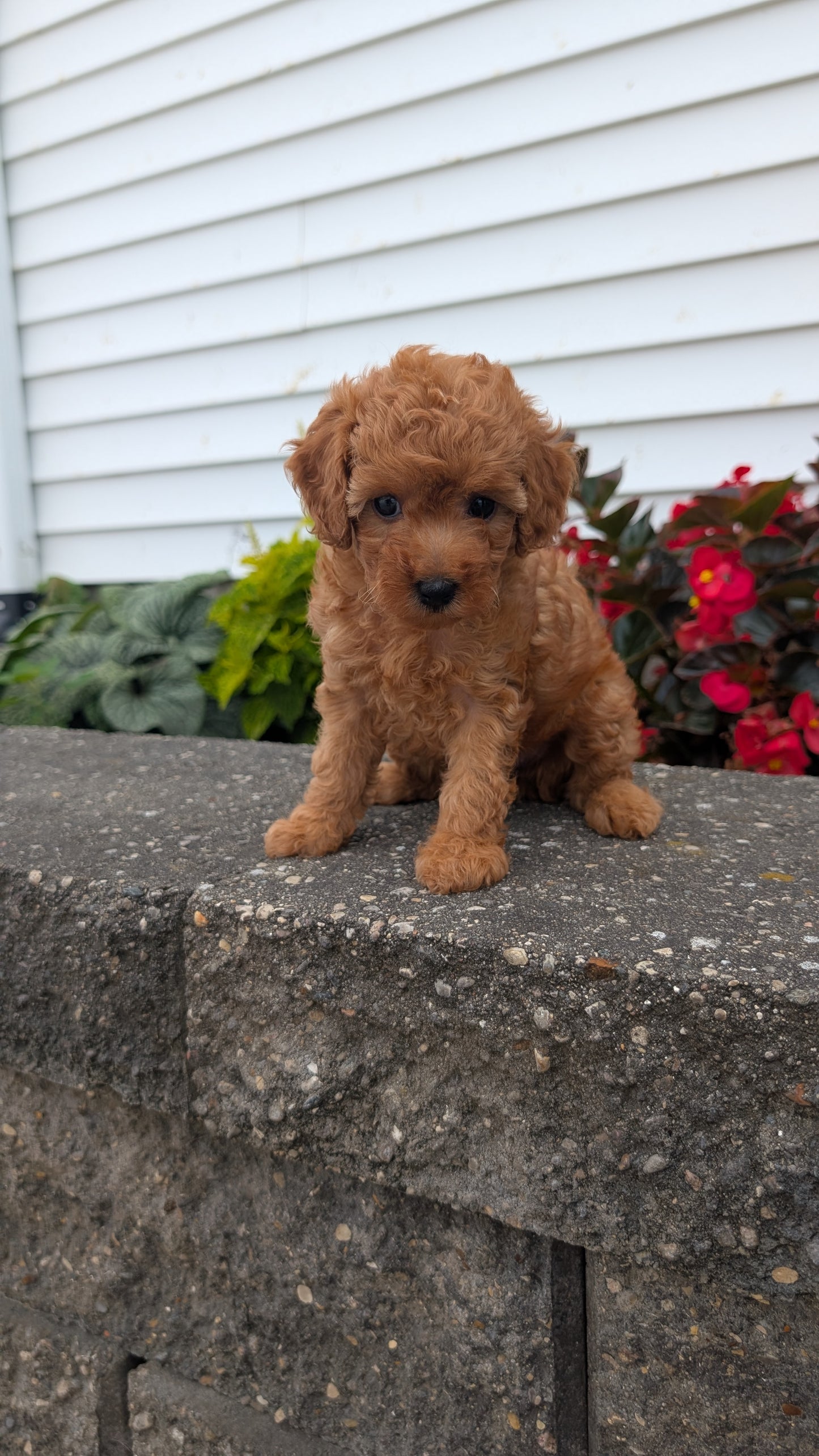 TOY POODLE (07/04) FEMALE