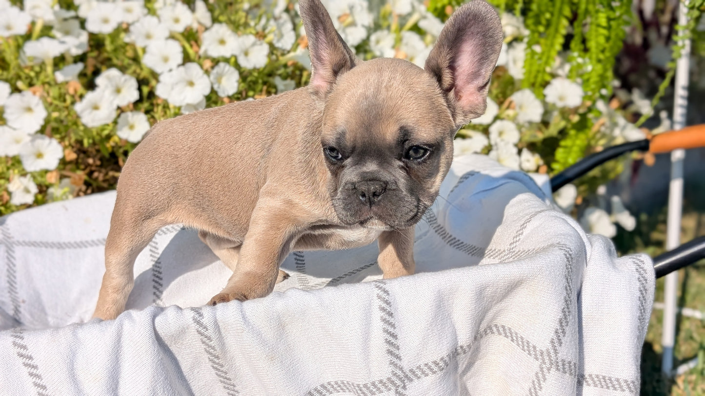 FRENCH BULLDOG (07/03) FEMALE