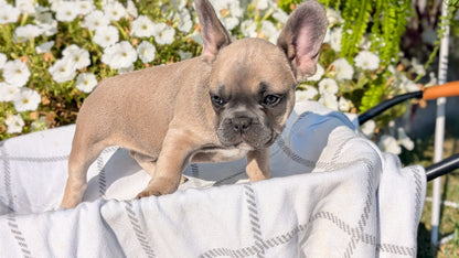 FRENCH BULLDOG (07/03) FEMALE