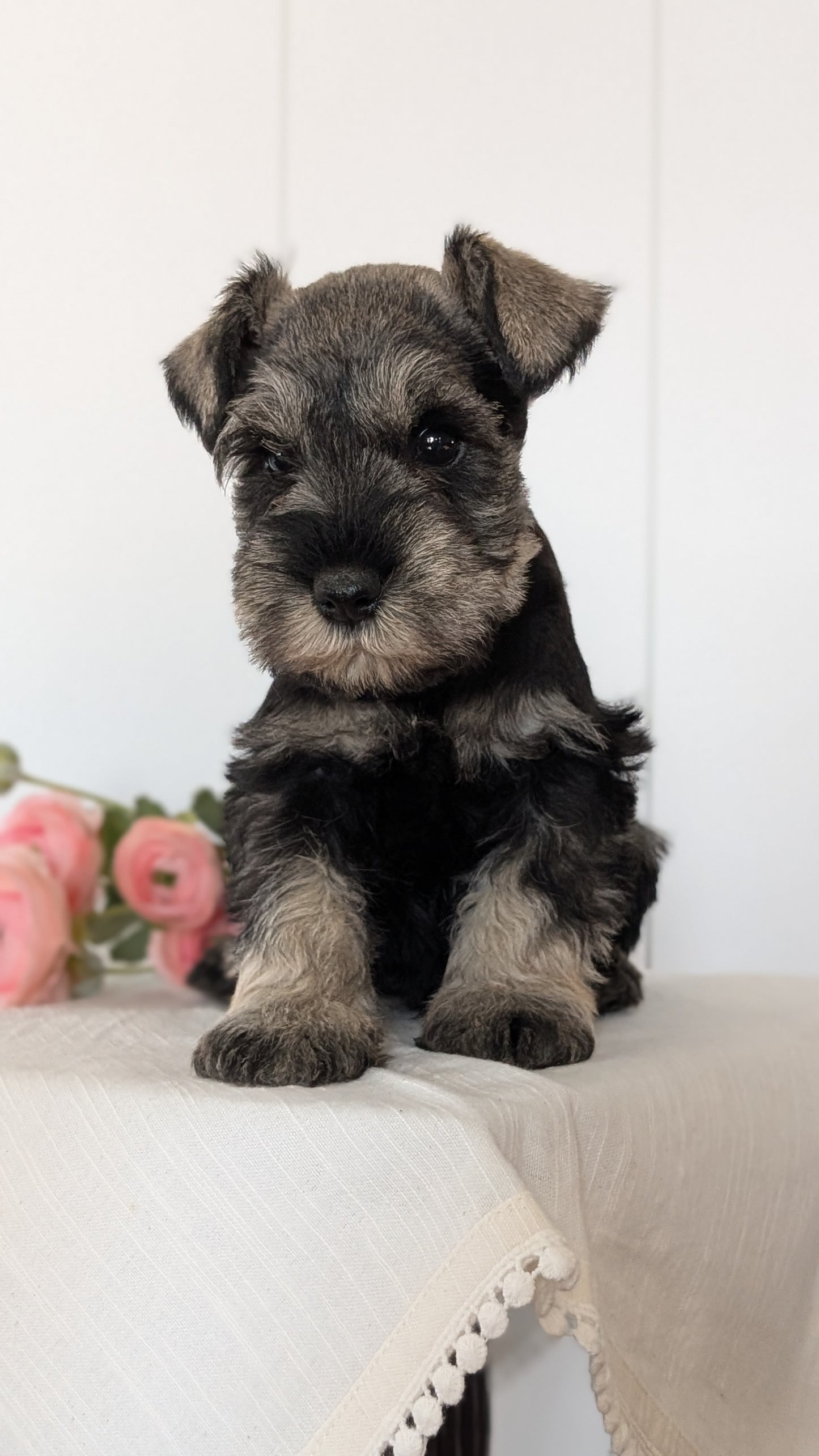 MINI SCHNAUZER (JAN 14) MALES