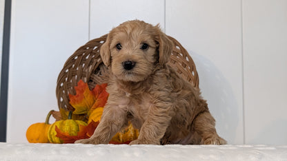 SCHNOODLE (SEP 03) 4 FEMALES/3 MALES