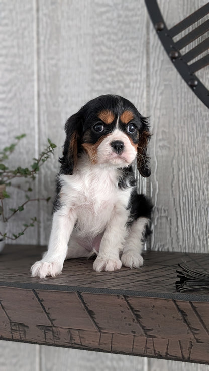 CAVALIER (DEC 03) MALES