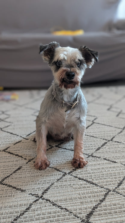 MINI SCHNAUZER (OCT 27) FEMALE