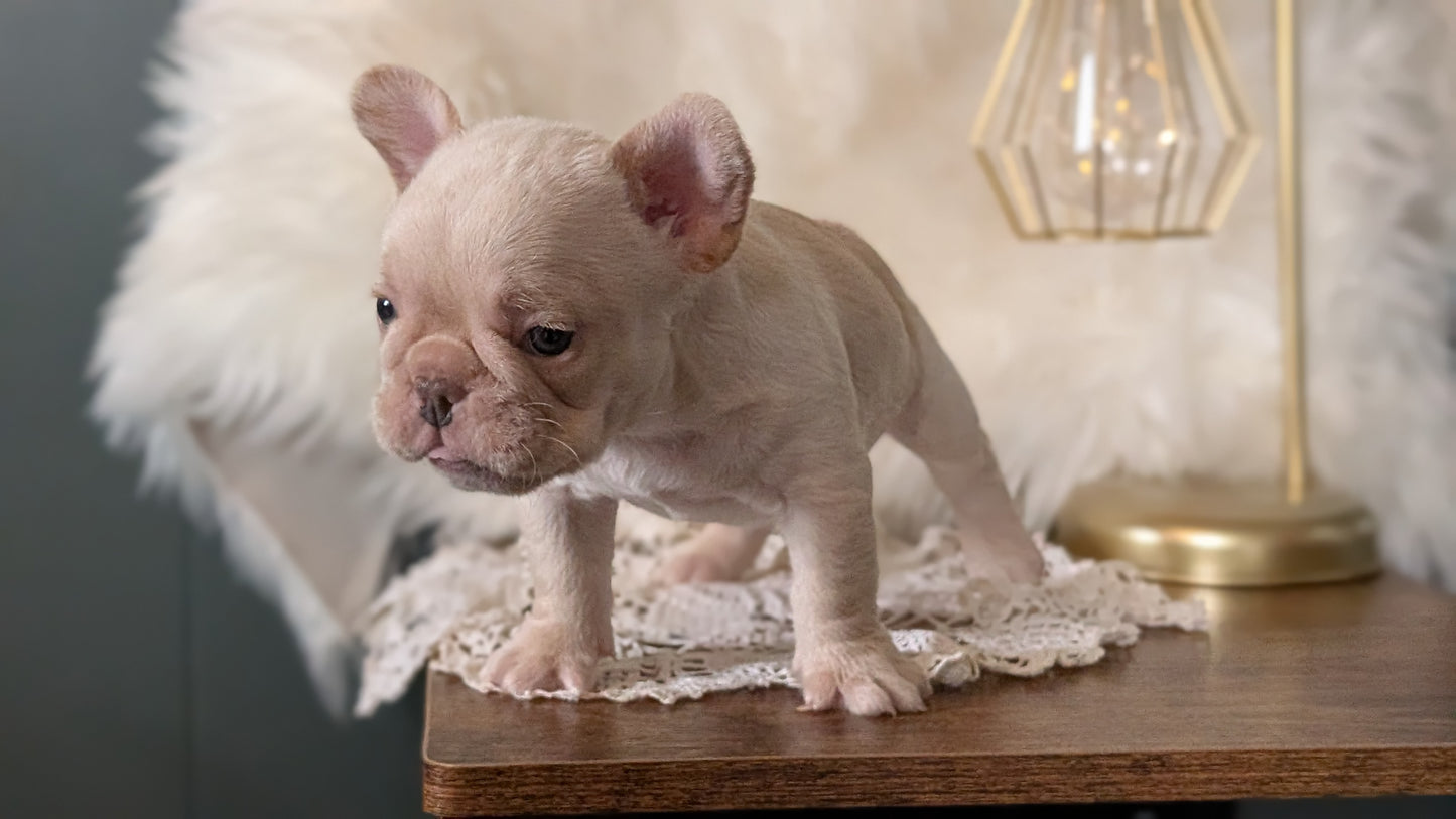 FRENCH BULLDOG (FEB 09) MALE