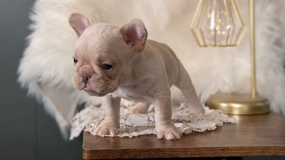 FRENCH BULLDOG (FEB 09) MALE
