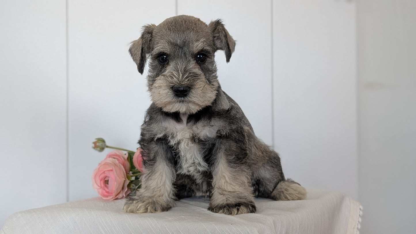 MINI SCHNAUZER (JAN 14) MALES