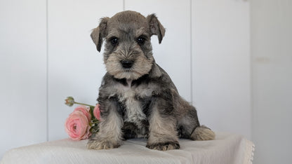 MINI SCHNAUZER (JAN 14) MALES