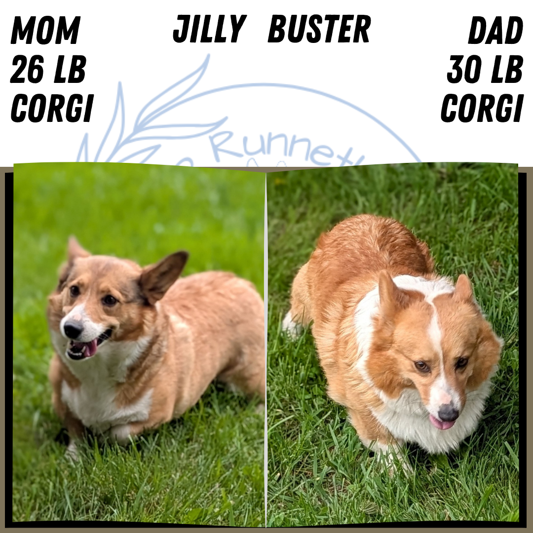 CORGI (JUL 13) 2 FEMALES/3 MALES