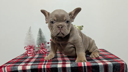 FRENCH BULLDOG (OCT 03) MALES