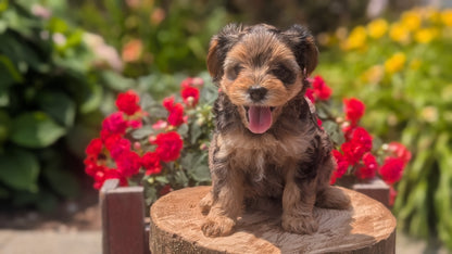 YORKIPOO (MAY 26) FEMALES