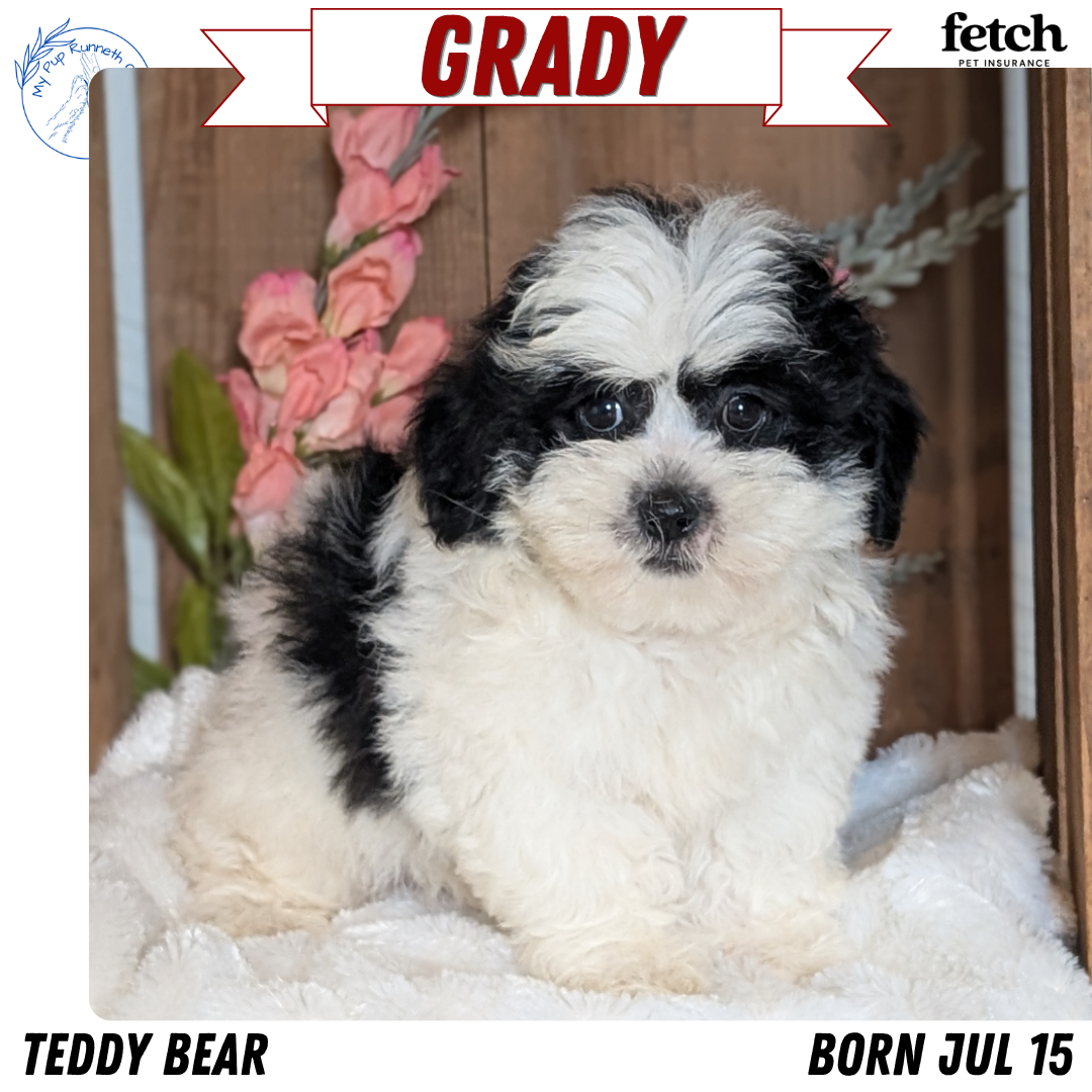 TEDDY BEAR (JUL 15) 1 MALE/1 FEMALE