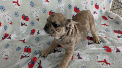 FRENCH BULLDOG (11/01) MALE
