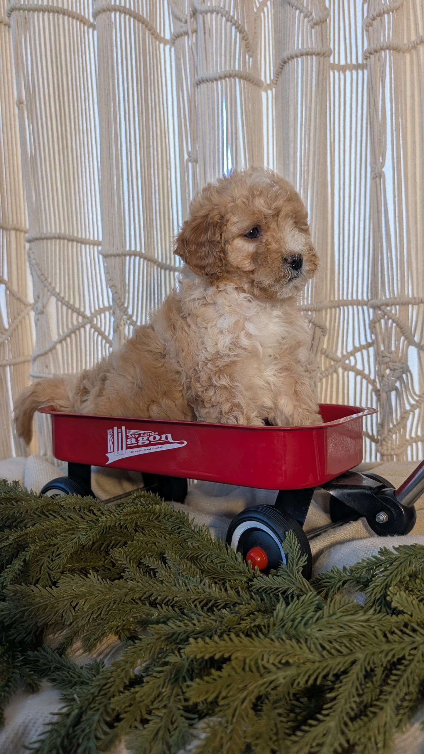 CAVAPOO (NOV 17) FEMALES