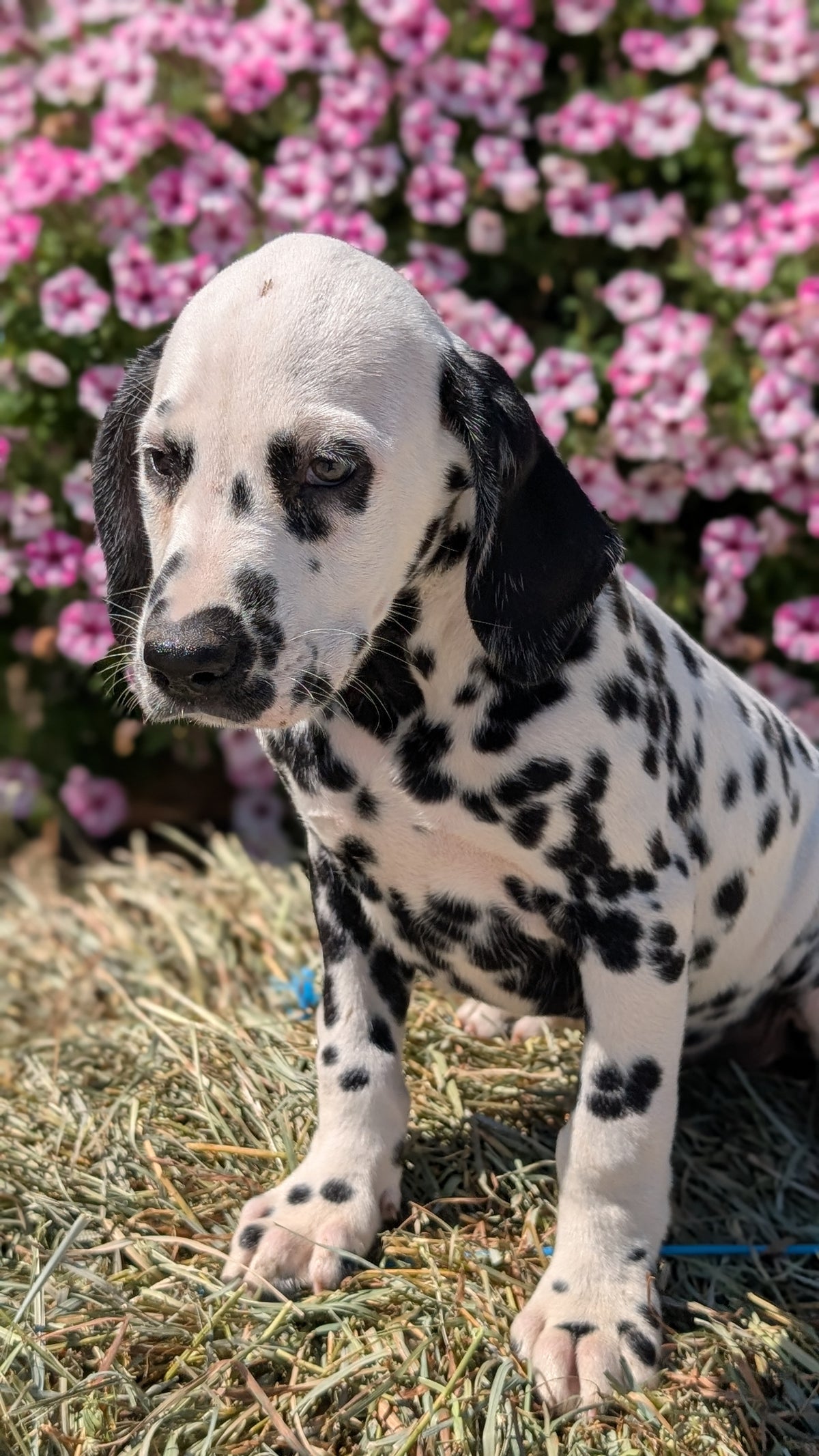 DALMATIAN (JUN 29) MALES