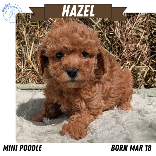 MINI POODLE (03/18) FEMALE