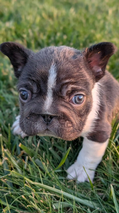 FRENCH BULLDOG (OCT 08) MALES