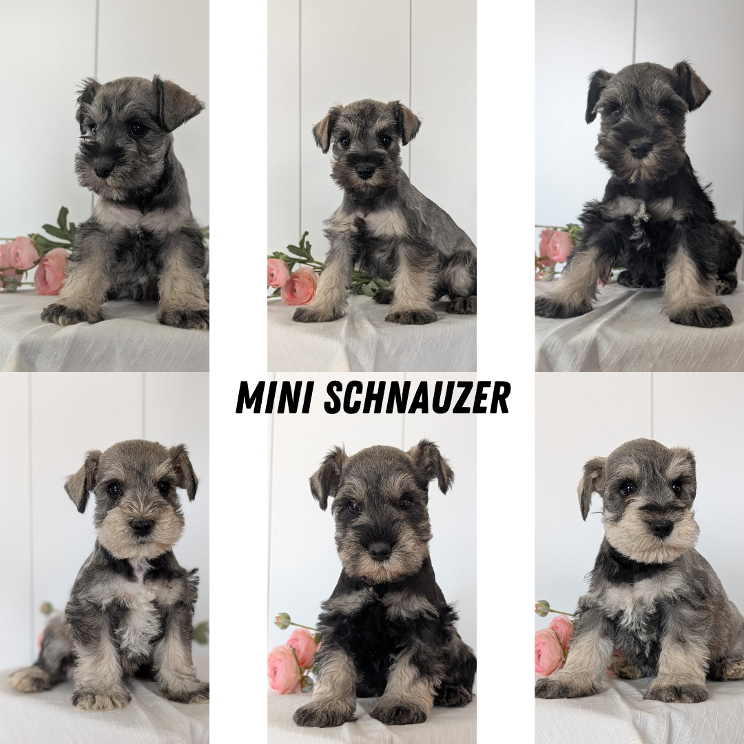 MINI SCHNAUZER (JAN 14) FEMALES