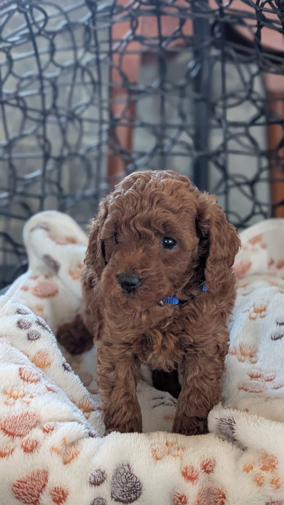 TOY POODLE (SEP 10) 4 MALES/2 FEMALES