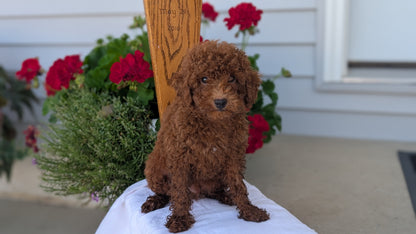 TOY POODLE (JUN 17) MALES