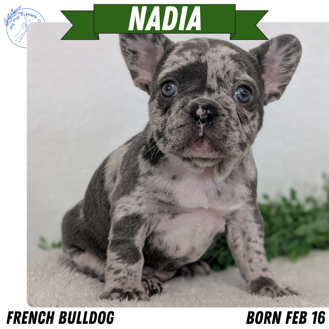 FRENCH BULLDOG (FEB 16) FEMALES